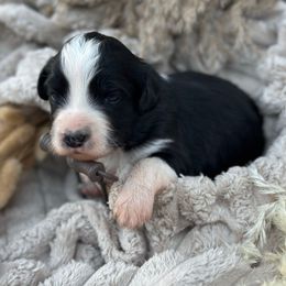 Nelson - Black and white male Aussiedoodle puppy in Kensington, Ohio from Hickory Hideaway Doodles