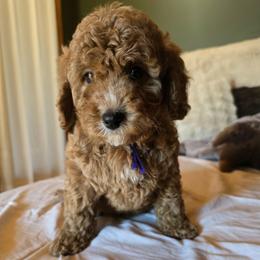 Bernedoodle and Goldendoodle Puppies from 4goldendoodles