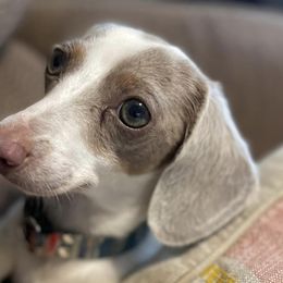 Dachshunds from River Valley Daschunds