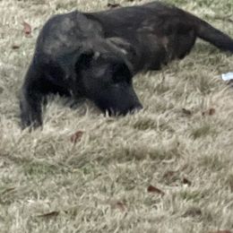Dutch Shepherd and German Shepherd Puppies from ColesPoliceDogs
