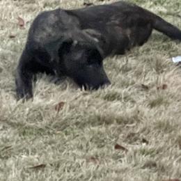 Dutch Shepherd and German Shepherd Puppies from ColesPoliceDogs