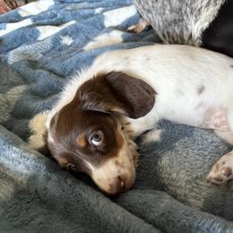 Dachshund Puppies from Sausage Squad
