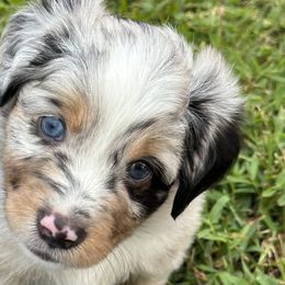 Boy 2 - Miniature Australian Shepherd puppy in Ocoee, Florida from Cypress Grove Aussie