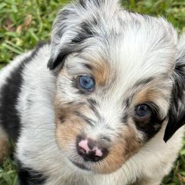 Boy 2 - Miniature Australian Shepherd puppy in Ocoee, Florida from Cypress Grove Aussie