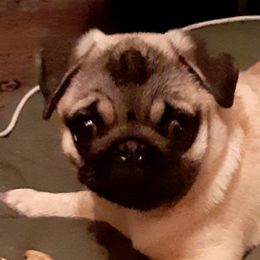 Cane Corso, French Bulldogs, and Pugs from Winnfall Farms
