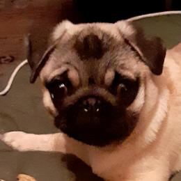 Cane Corso, French Bulldogs, and Pugs from Winnfall Farms