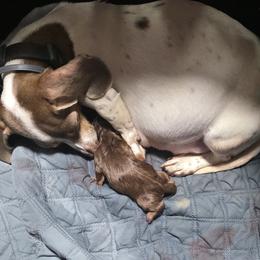 Dachshund puppies from One love doxies