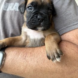 Blue female - Fawn female Boxer puppy in Mooresboro, North Carolina from Echo Hollow Boxers