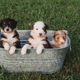 Miniature Australian Shepherd Puppies from Fireside Mini Australian Shepherds