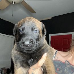 Hercules - Mahogany Belgian Malinois puppy in Arizona from The Malagator House