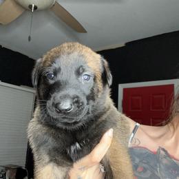 Hercules - Mahogany Belgian Malinois puppy in Arizona from The Malagator House
