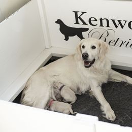 Golden Retriever puppies from Kenwood Retrievers