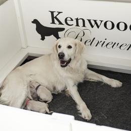 Golden Retriever puppies from Kenwood Retrievers