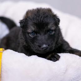 German Shepherd Puppies from Reign Land