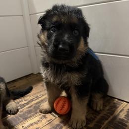 Blaze - Black and red male German Shepherd puppy in Troy, New York from Vom Kalte Stadt
