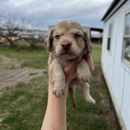 Buster - Cream male Dachshund puppy in Nashville, Arkansas from Cuddles n Curls