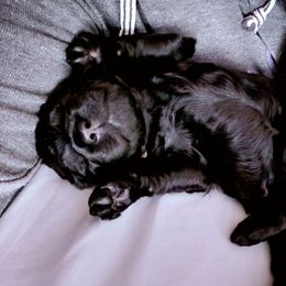 Goldendoodle Puppies from Lucky's Doodlez