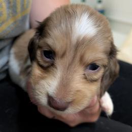 3 cream piebald - Piebald male Dachshund puppy in Central Point, Oregon from MRS Long Dog Ranch