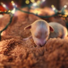 Dachshund Puppies from Lively Dachshunds