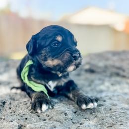 Colorado1 (Green) - male Golden Mountain Doodle puppy in Twin Falls, Idaho from Magic Valley Family Doodles