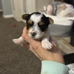 Parti boy 1 - Parti male Yorkshire Terrier puppy in Hot Springs, Arkansas from Weslynn Kennels