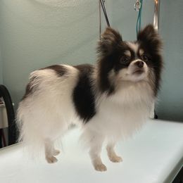 Blue - Pomeranian