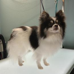 Blue - Pomeranian