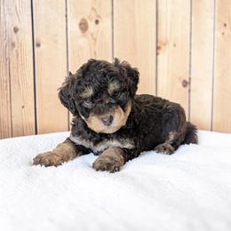 Imani - Brown female Bernedoodle puppy in Sparta, Missouri from Sis' Doodles & Poodles