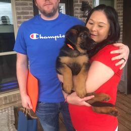 German Shepherd Puppies from Semper Fi K9 Montana