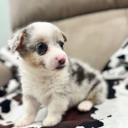 Cider - Blue merle and white female American Corgi puppy in Tishomingo, Mississippi from Magnolia Trace Corgis