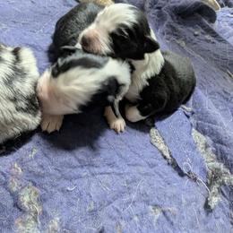 Australian Shepherd and Great Dane Puppies from AEW Farm