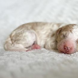 Goldendoodles and Poodles from Juniper Ridge Poodles & Goldendoodles