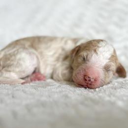Goldendoodles and Poodles from Juniper Ridge Poodles & Goldendoodles