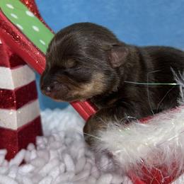 Coco - Chocolate and tan female Yorkshire Terrier puppy in Columbus, Mississippi from Rocky Road Kennel