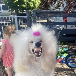 Poodle All Grown Up from Purley Poodles