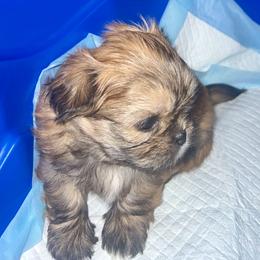 Red gold white and black - Sable male Shih Tzu puppy in Citrus Heights, California from The Lion dog Shih Tzu