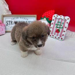 Fluffy- Reed - Gray and white male American Corgi puppy in Waskom, Texas from Piney Woods Corgis