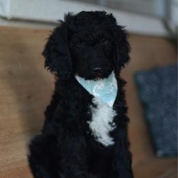 Majerle (Mar-lee) - Black male Goldendoodle puppy in Mesa, Arizona from Wrigley's Doodles