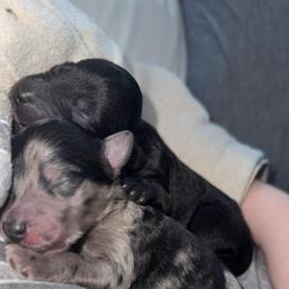 Female Black and White 1 - Black and white female Aussiedoodle puppy in Angola, Indiana from Classic City Doodles