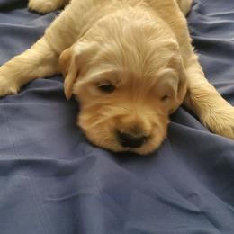 Girl - Golden female Golden Retriever puppy in Linden, North Carolina from Meadows Golden Retrievers