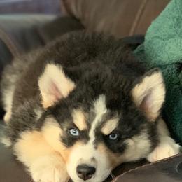 Siberian Husky All Grown Up from Majestic Siberian Huskies