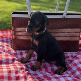 Farrah - Black and rust female Doberman Pinscher puppy in Aredale, Iowa from Royal Dynasty Dobermann Kennel
