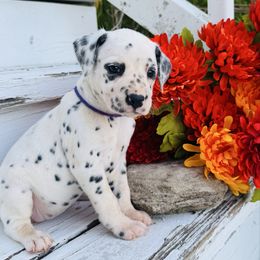 Purple collar - White and black female Dalmatian puppy in Westhoff, Texas from Smart Dalmatians