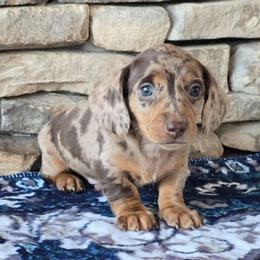 Cinco - Dapple male Dachshund puppy in Signal Mountain, Tennessee from Hot Diggity Doxens