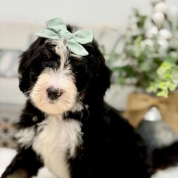 Bubbles - Tri-color female Bernedoodle puppy in Hegins, Pennsylvania from Bubbling Springs Doodles, LLC