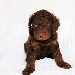 Puppy 4 - Brown and tan male Cockapoo puppy in Savannah, Georgia from Vino and Vespa Doodles