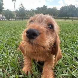Ruby - Red wheaten female Basset Fauve de Bretagne puppy in Reddick, Florida from Afterhours German Wirehaired Pointers and Basset Fauve de Bretagne