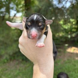 Coco - Black and white female American Corgi puppy in Foreman Ar., Arkansas from Grassy Lake Corgis