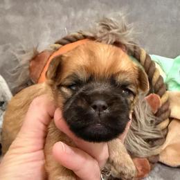Mandolorian runt - Red male Brussels Griffon puppy in Seneca, Missouri from Stephanie’s Puppy Colony