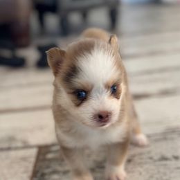 Thanos - Merle male Pomsky puppy in Gunter, Texas from The Painted Pomsky